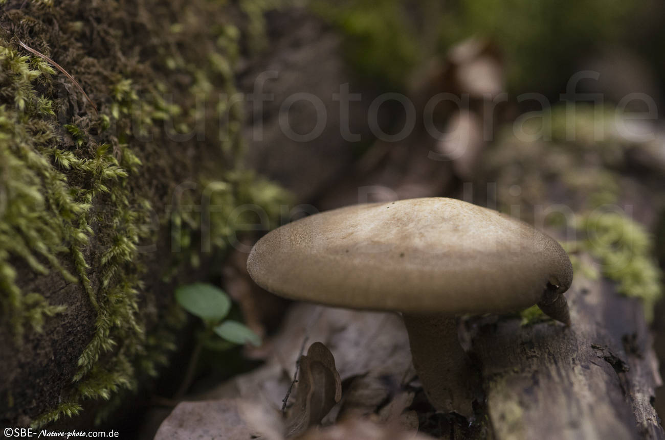 _IGP4544